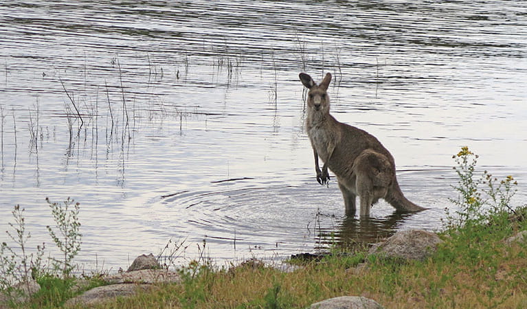 An eastern grey kangaroo at Creel Bay in Kosciuszko National Park. Photo: Elinor Sheargold &copy; DPIE