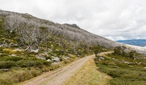 View of Schlink Pass Road gravel trail near Guthega, Kosciuszko National Park. Photo: John Spencer/OEH