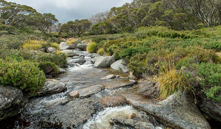 Alpine creek along Schlink Pass Road trail, Kosciuszko National Park. Photo: John Spencer/OEH