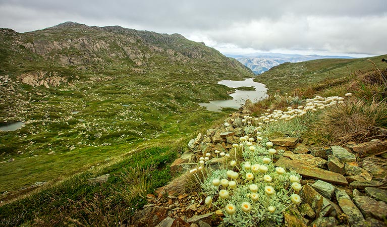 Main Range walking track, Kosciuszko National Park. Photo: Murray Vanderveer &copy; OEH