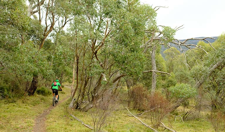 A mountain bike rider on Muzzlewood dirt track, Kosciuszko National Park. Photo: E Sheargold/OEH