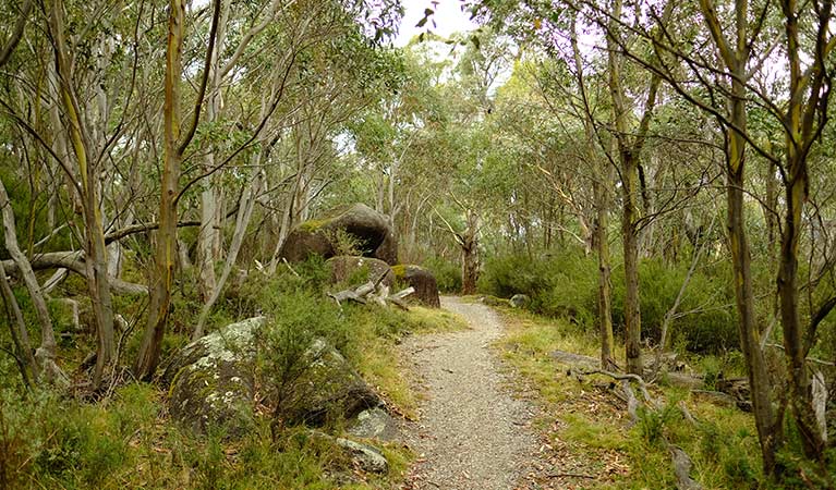 Rocks and trees lining Muzzlewood track, Kosciuszko National Park. Photo: E Sheargold/OEH