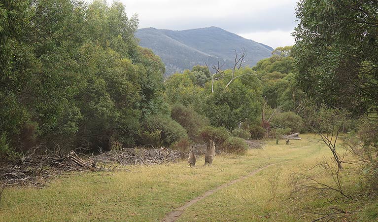 Kangaroos beside Muzzlewood track, Kosciuszko National Park. Photo: E Sheargold/OEH