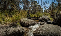 Pallaibo walking track, Kosciuszko National Park. Photo: Murray Vanderveer &copy; OEH