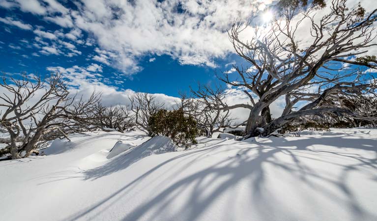 Snow gums pepper Perisher Valley trails, Kosciuszko National Park. Photo: John Spencer/OEH