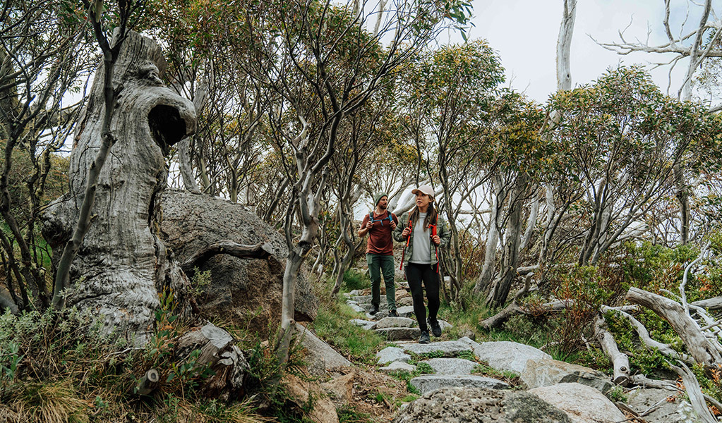 2 hikers surrounded by trees on Perisher Valley to Bullocks Flat walk in the Thredbo-Perisher area of Kosciuszko National Park. Credit: Remy Brand / DCCEEW &copy; Caravel Content