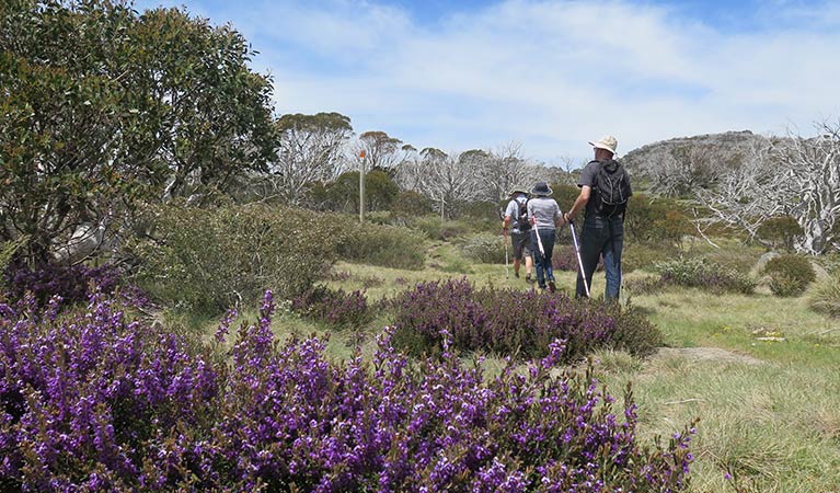 Nordic hiking along Porcupine walk, Kosciuszko National Park. Photo: Elinor Sheargold &copy; OEH