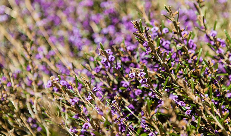 Purple flowering heath, Perisher Valley, Kosciuszko National Park. Photo: Murray Vanderveer/OEH
