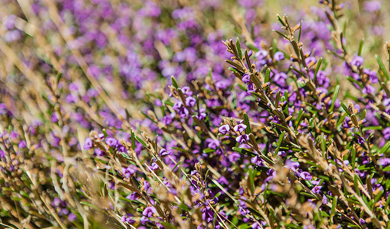 Rainbow Lake walking track, Kosciuszko National Park. Photo: Murray Vanderveer &copy; OEH