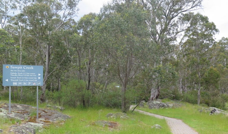 Sawpit walking track from Sawpit picnic area. Photo: Elinor Sheargold &copy; OEH