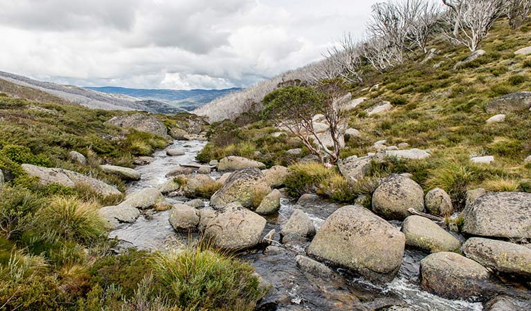 Alpine creek on Schlink Hut walking track, near Guthega in Kosciuszko National Park. Photo: John Spencer &copy; OEH