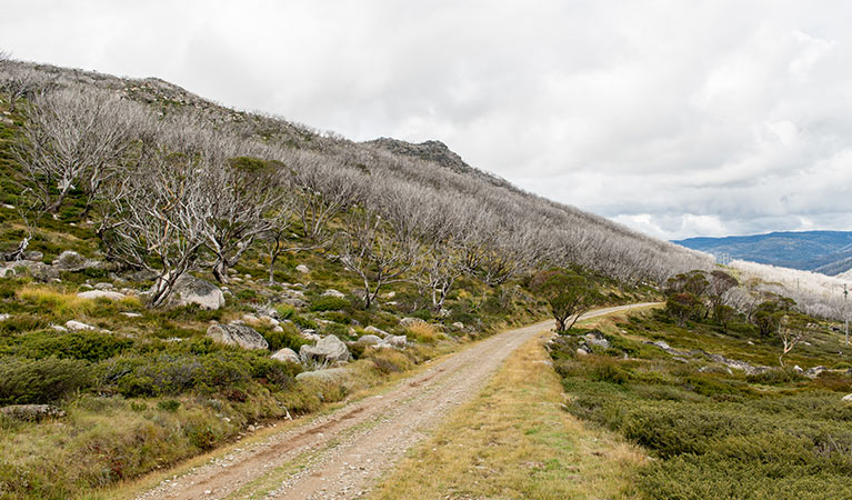 View of Schlink Pass Road gravel trail near Guthega, Kosciuszko National Park. Photo: John Spencer &copy; OEH