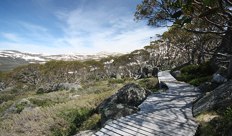 Snow Gums boardwalk snakes past snow gums at Charlotte Pass, Kosciuszko National Park. Photo: Elinor Sheargold &copy; OEH