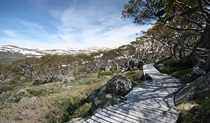 Snow Gums boardwalk snakes past snow gums at Charlotte Pass, Kosciuszko National Park. Photo: Elinor Sheargold &copy; OEH