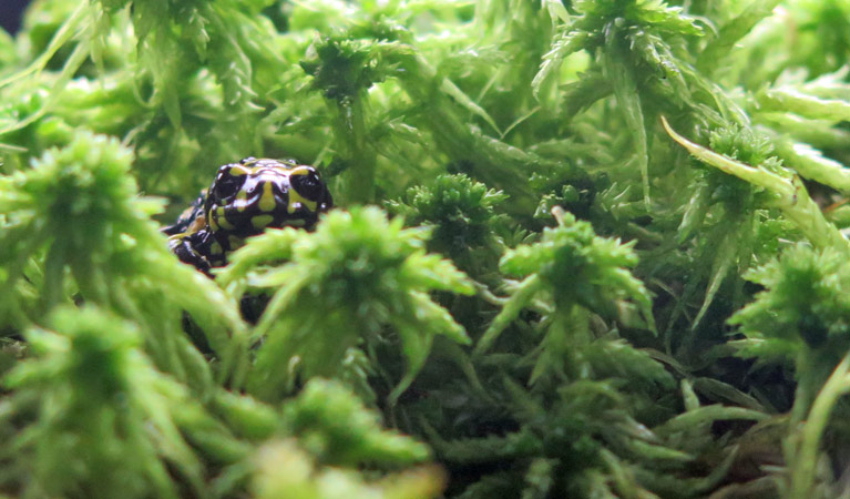 Corroboree frog display at Snowy Region Visitor Centre, Kosciuszko National Park. Photo: Elinor Sheargold &copy; OEH