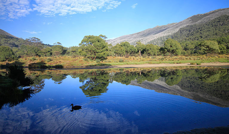 Thredbo Diggings campground, Kosciuszko National Park. Photo: Elinor Sheargold