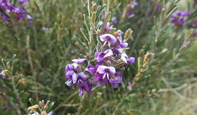 Purple hovea along Thredbo River track. Photo: E Sheargold &copy; OEH