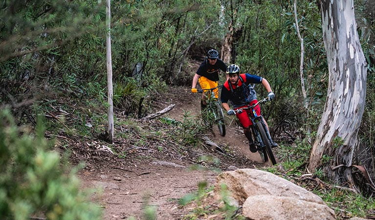 Two mountain bike riders cycle along a winding dirt section of the lower Thredbo Valley track, Kosciuszko National Park. Photo: Robert Mulally/DPIE