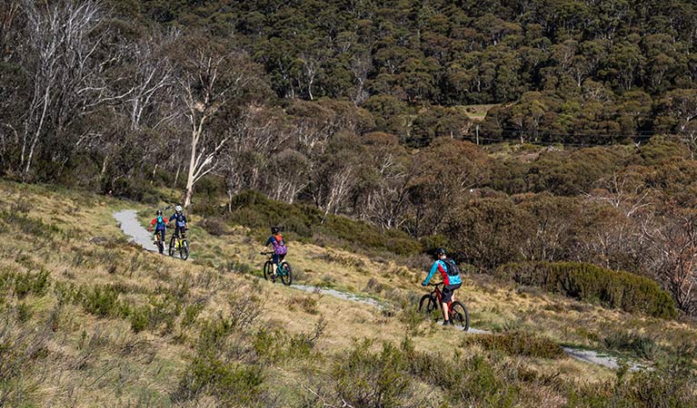 A family of 4 bike riders cycle through grasslands near Thredbo village on Thredbo Valley track, Kosciuszko National Park. Photo: Robert Mulally/DPIE