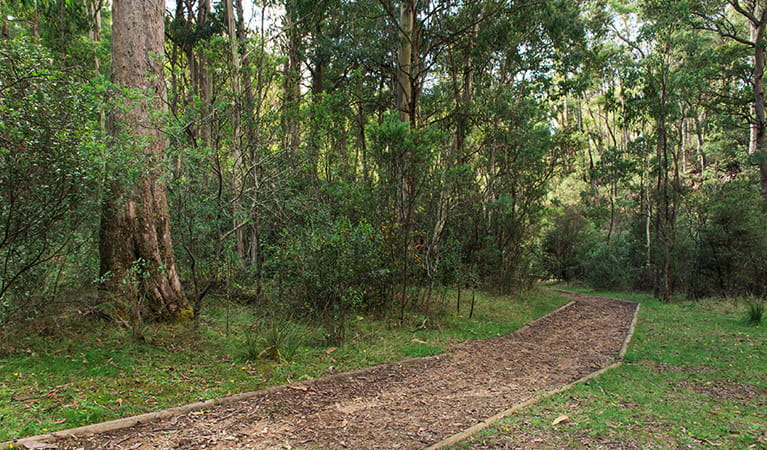 Track crossing grassy area at Buddong Falls campground, and into bushland. Photo: John Spencer &copy; OEH