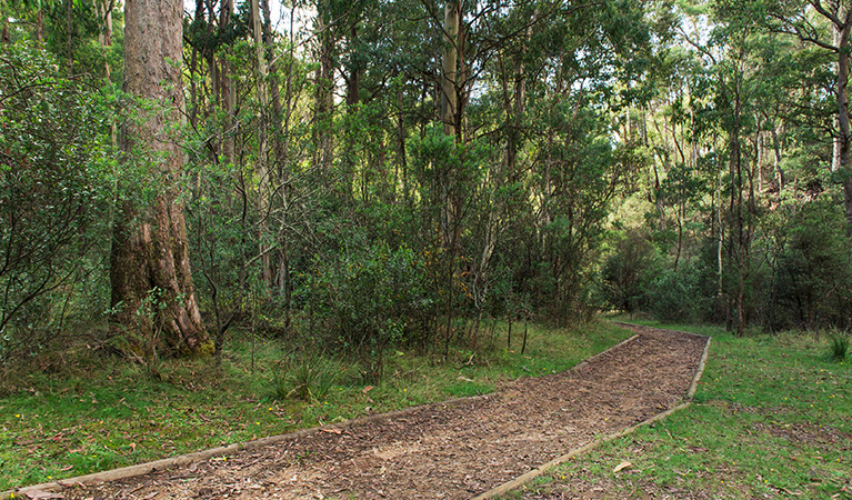 Track crossing grassy area at Buddong Falls campground, and into bushland. Photo: John Spencer &copy; OEH