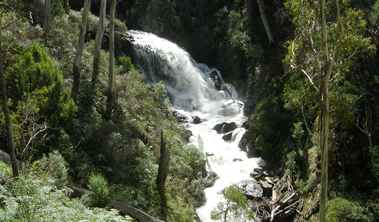 Whitewater of Buddong creek cascades down the first section of the falls, surrounded by green bushland.  Photo: Simon Allender &copy; OEH