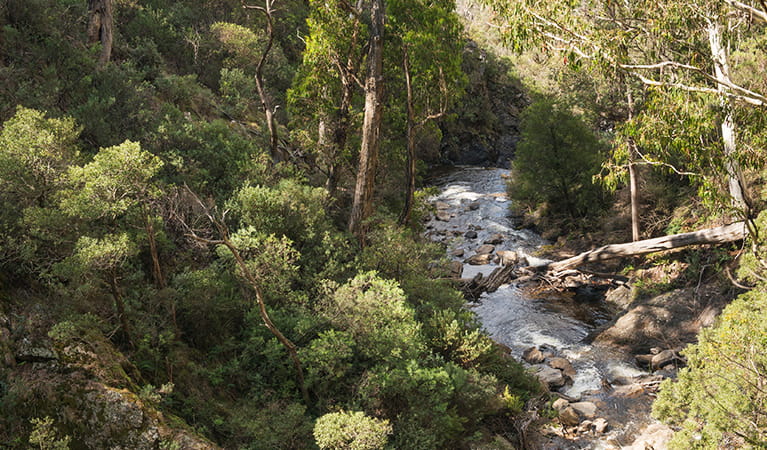 Downstream view of Buddong Creek from bridge showing rapids surrounded by dense bushland. Photo: John Spencer &copy; OEH