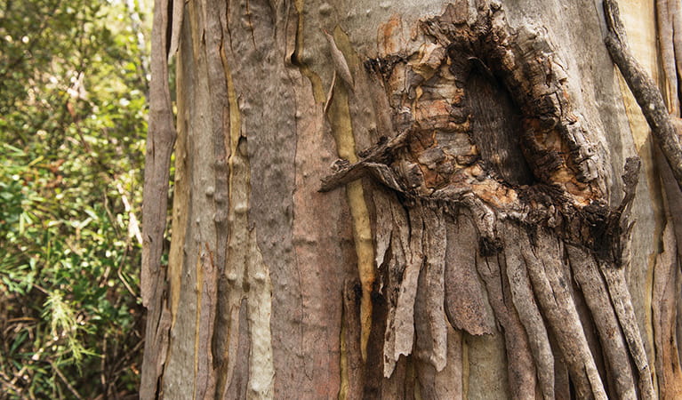 Close up of ribbon gum tree bark along Buddong Falls walking track. Photo: John Spencer &copy; OEH