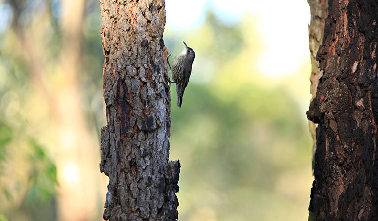 View of white throated treecreeper climbing up a rough barked tree. Photo &copy; Rosie Nicolai