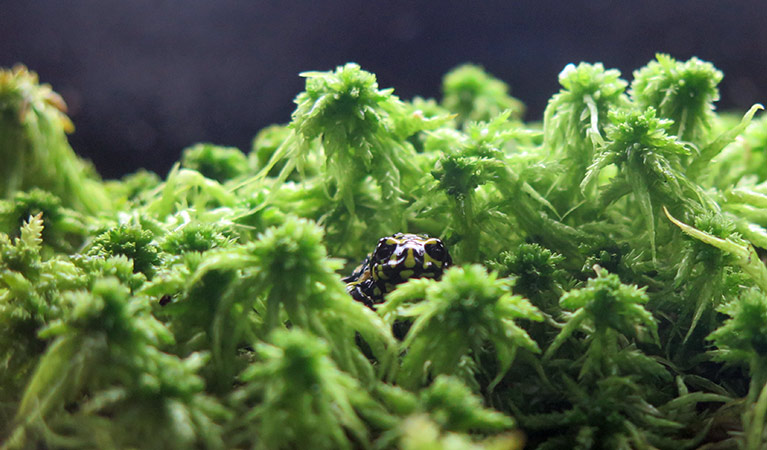 Corroboree frog display at Tumut Visitor Centre, near Kosciuszko National Park. Photo: Elinor Sheargold &copy; OEH