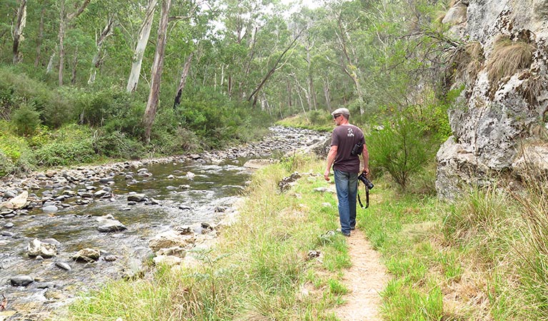 Yarrangobilly River walk in northern Kosciuszko National Park. Photo: Elinor Sheargold