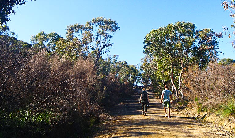 The Basin track and Mackerel track, Ku-ring-gai National Park. Photo: Andrew Richards