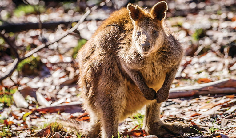 A swamp wallaby. Photo credit: Simone Cottrell &copy; DPIE