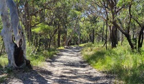 Elvina trail in Ku-ring-gai Chase National Park. Photo credit: Luke McSweeney &copy; DPIE