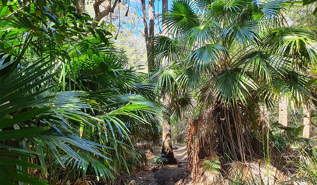 Flint and Steel track in Ku-ring-gai Chase National Park. Photo credit: Luke McSweeney &copy; DPIE