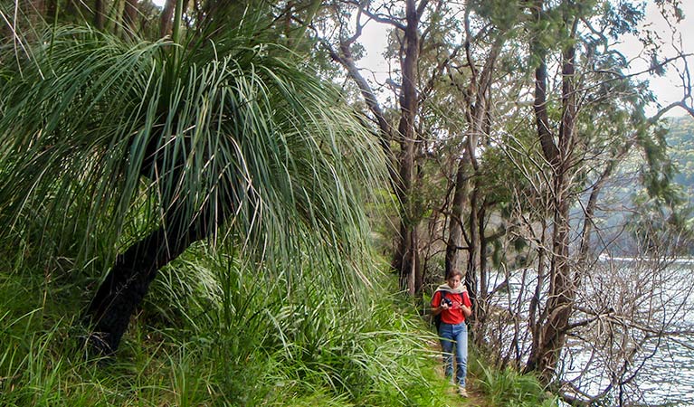 A peron walking on the Mount Ku-ring-gai track to Berowra, Ku-ring-gai Chase National Park. Photo: Andy Richards