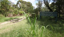 Perimeter trail in Ku-ring-gai Chase National Park. Photo: Andy Richards