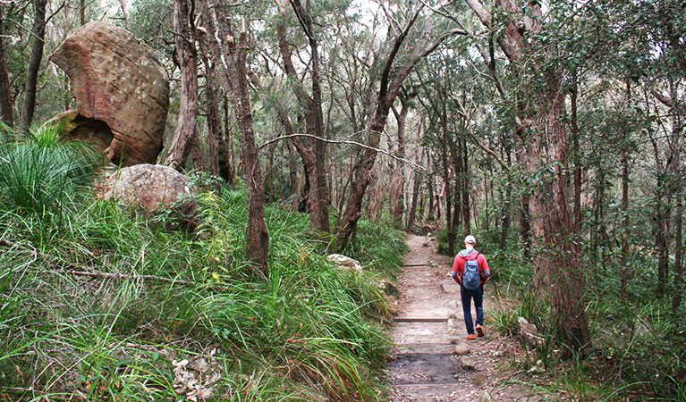 Tall forest along the Aboriginal Heritage walk, Ku-ring-gai Chase National Park. Photo: Natasha Webb /OEH