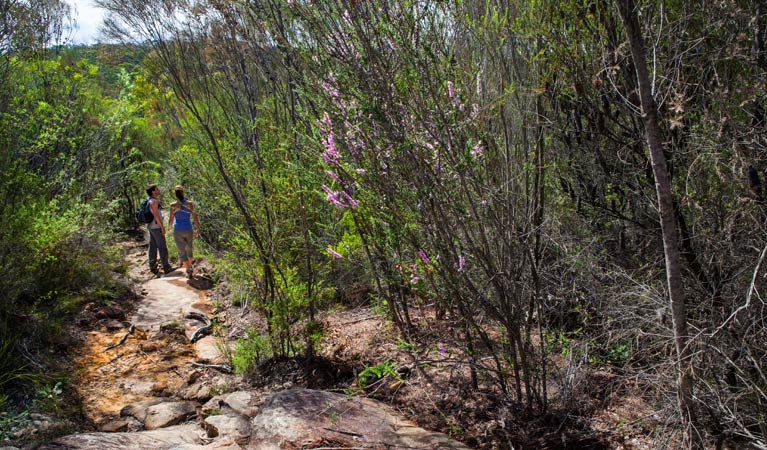 America Bay track, Ku-ring-gai Chase National Park. Photo: David Finnegan &copy; OEH