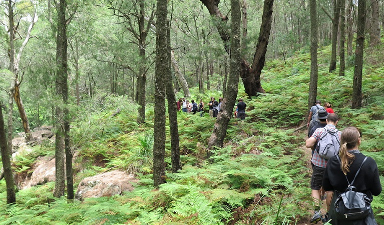 Birrawanna walking track, Ku-ring-gai Chase National Park. Photo: Elinor Sheargold &copy; OEH