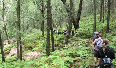 Birrawanna walking track, Ku-ring-gai Chase National Park. Photo: Elinor Sheargold &copy; OEH