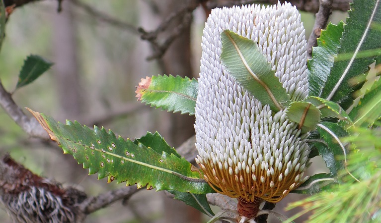 Banksia on Birrawanna walking track, Ku-ring-gai Chase National Park. Photo: Elinor Sheargold &copy; OEH