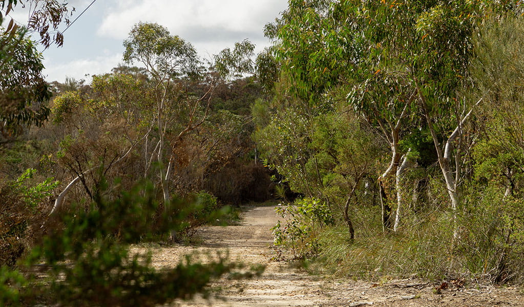 A gravel trail surrounded by eucalyptus trees on Centre trail, Ku-ring-gai Chase National Park. Credit Alegria Reyes/DPE &copy; DPE 
