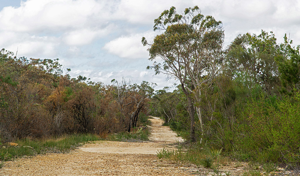 A gravel trail through heathland on Centre trail, Ku-ring-gai Chase National Park. Credit Alegria Reyes/DPE &copy; DPE