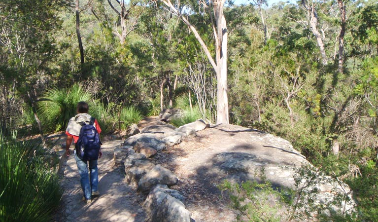 Gibberagong track, Ku-ring-gai Chase National Park. Photo &copy; Andrew Richards