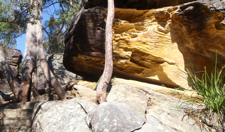Gibberagong track, Ku-ring-gai Chase National Park. Photo &copy; Andrew Richards