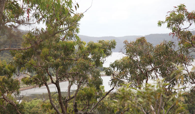 Jerusalem Bay to Brooklyn Track, Ku-ring-gai Chase National Park. Photo &copy; Andrew Richards