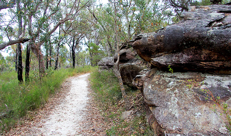 Sandy tracks guide you through open woodland along the top of the escarpment. Photo &copy; Natasha Webb