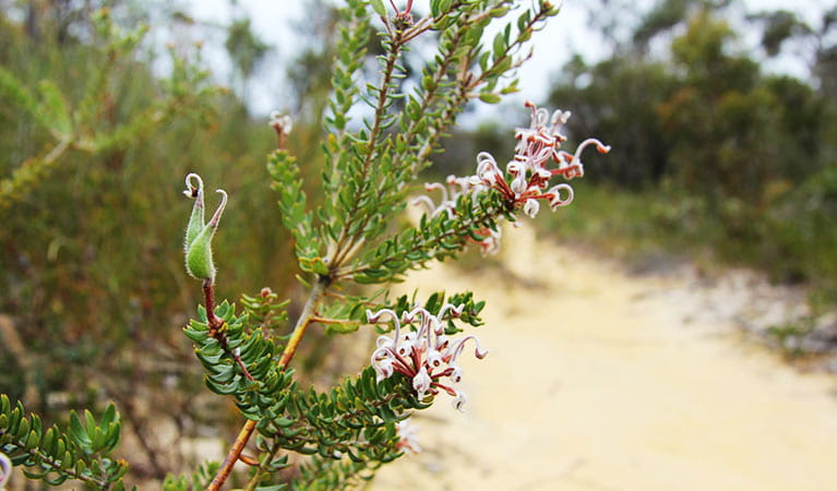 Wildflowers like this grevillea dominate the bushland here in spring. Photo OEH/Natasha Webb