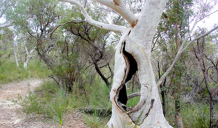 Gums, heathland and bankia trees line the sandy path along Topham walking track. Photo &copy; Natasha Webb